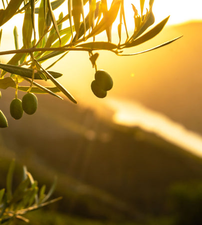 Olive Oil Skincare Co.